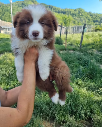 Cuccioli di border collie con pedigree enci