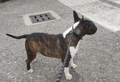 Bull terrier