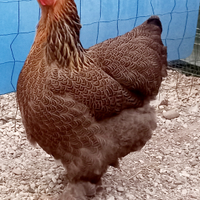 Galline brahma