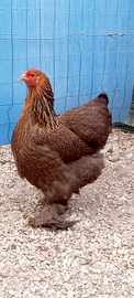 Galline brahma