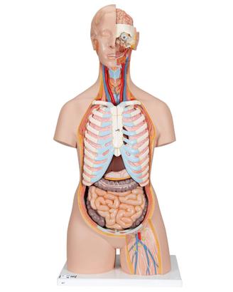 3B Scientific B17 Torso Classic in 21 parti