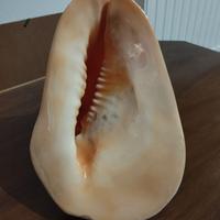 Conchiglia originale delle Seychelles