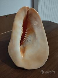 Conchiglia originale delle Seychelles