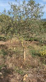 TERRENO AGRICOLO