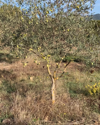 TERRENO AGRICOLO