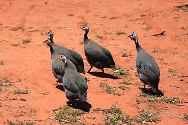 Galline faraone