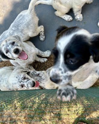Cuccioli di Setter Inglese da beccaccia