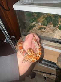 Serpente del grano+teca