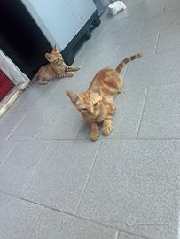 Gattini