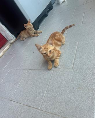 Gattini