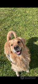 Golden Retriever Maschio accoppiamento con Pedegre