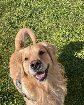 Golden Retriever Maschio accoppiamento con Pedegre