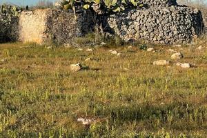 Terreno edificabile con trullo