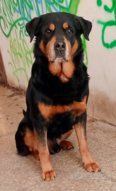 Rottweiler monta