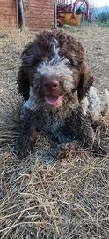 Cucciolo di lagotto romagnolo con pedigree