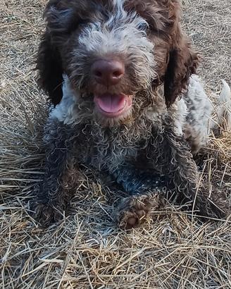 Cucciolo di lagotto romagnolo con pedigree