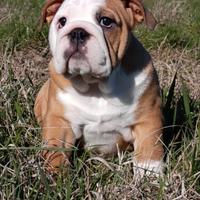 Cucciola bulldog inglese, femmina