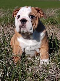 Cucciola bulldog inglese, femmina