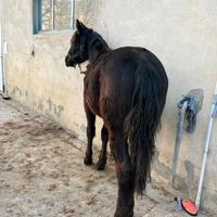 Puledro frances montagnes