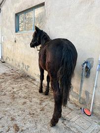 Puledro frances montagnes