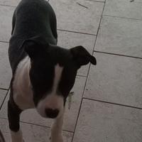 Cucciolo di American Pitbull Terrier