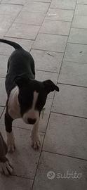 Cucciolo di American Pitbull Terrier