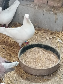 Colombi Hubbel california