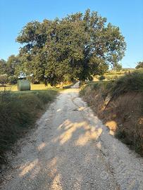 Rudere con terreno zona Cingoli