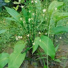 Pianta acquatica per laghetto