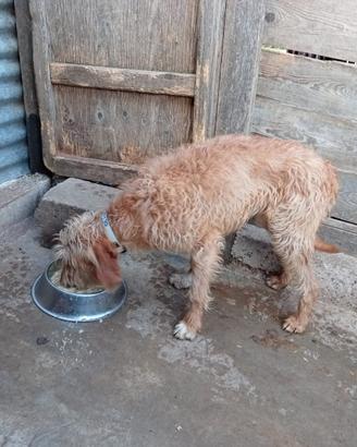 Cane segugio
