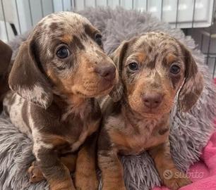 BASSOTTI NANI TEDESCHI CUCCIOLI choco merle