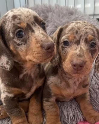 BASSOTTI NANI TEDESCHI CUCCIOLI choco merle