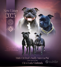 Cuccioli Staffordshire Bull Terrier