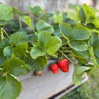 Piantine di fragole fragole