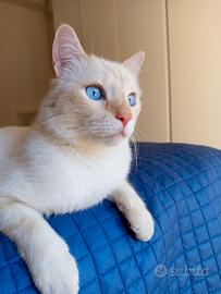 Gatto incrocio Thai, per cuccioli