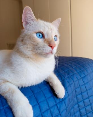 Gatto incrocio Thai, per cuccioli