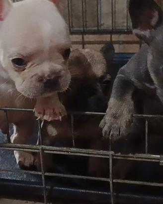 Cuccioli di bulldog francese