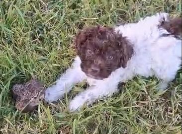 Cuccioli di Lagotto Romagnolo