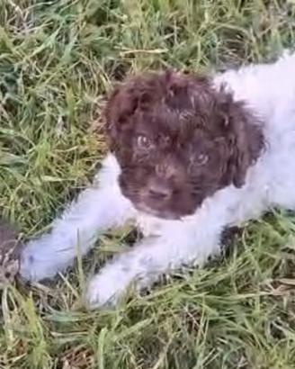 Cuccioli di Lagotto Romagnolo