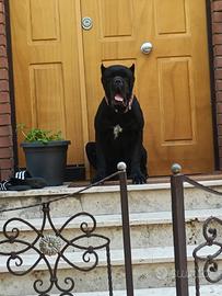 Cane Corso