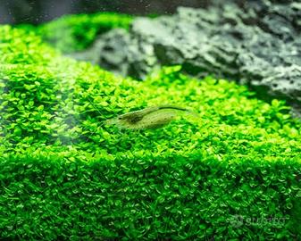 Micranthemum tweediei 'Montecarlo'