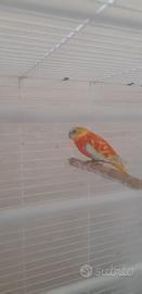 Parrocchetto turchese