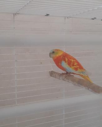 Parrocchetto turchese