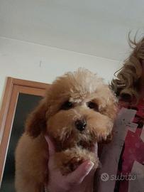 Cucciola razza Barbone colore Fulvo