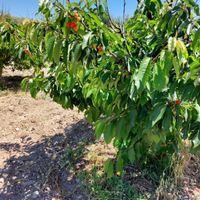 Terreno agricolo - Soleminis