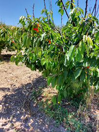 Terreno agricolo - Soleminis