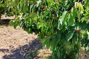 Terreno agricolo - Soleminis