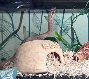 grotta tana nascondiglio per rettili, roditori