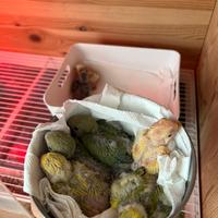 Pulli di Inseparabili