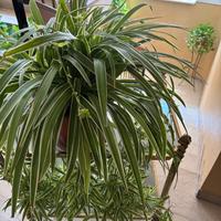 Piante da interno/esterno